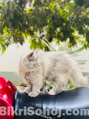 Female Persian Triple Coat Cat